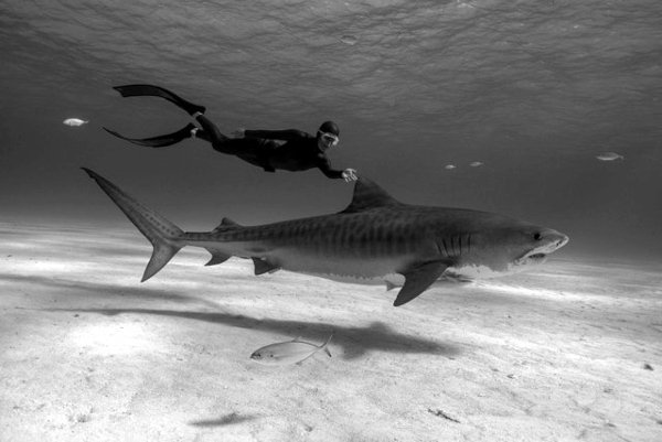 Hanli Prinsloo swimming with a Tiger Shark